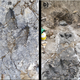 Image for article titled New Evidence Suggests Tyrannosaurs Hunted In Packs